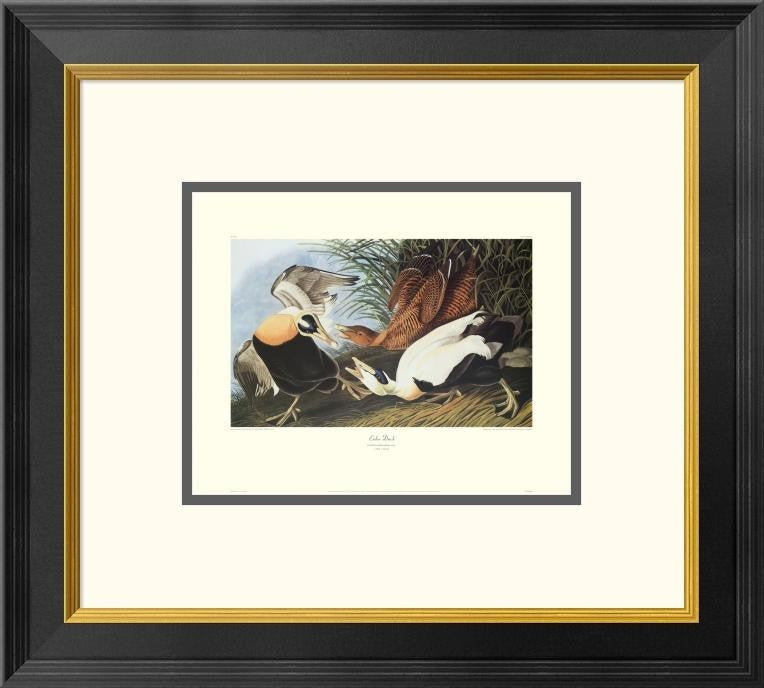 "Eider Duck (decorative border)"  by John James Audubon, 20x18"