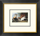 "Eider Duck (decorative border)"  by John James Audubon, 20x18"