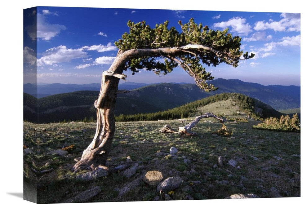 "Bristlecone pine, Mt Evans, Colorado" Canvas Giclee by Tim Fitzharris, 16"x12"