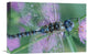 "Southern Hawker Dragonfly Close-Up, On Stem, New Mexico" Artwork, 18" x 12"