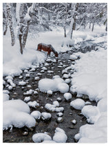 Hua Zhu 'Drinking In Snow' Canvas Art, 24"x18"