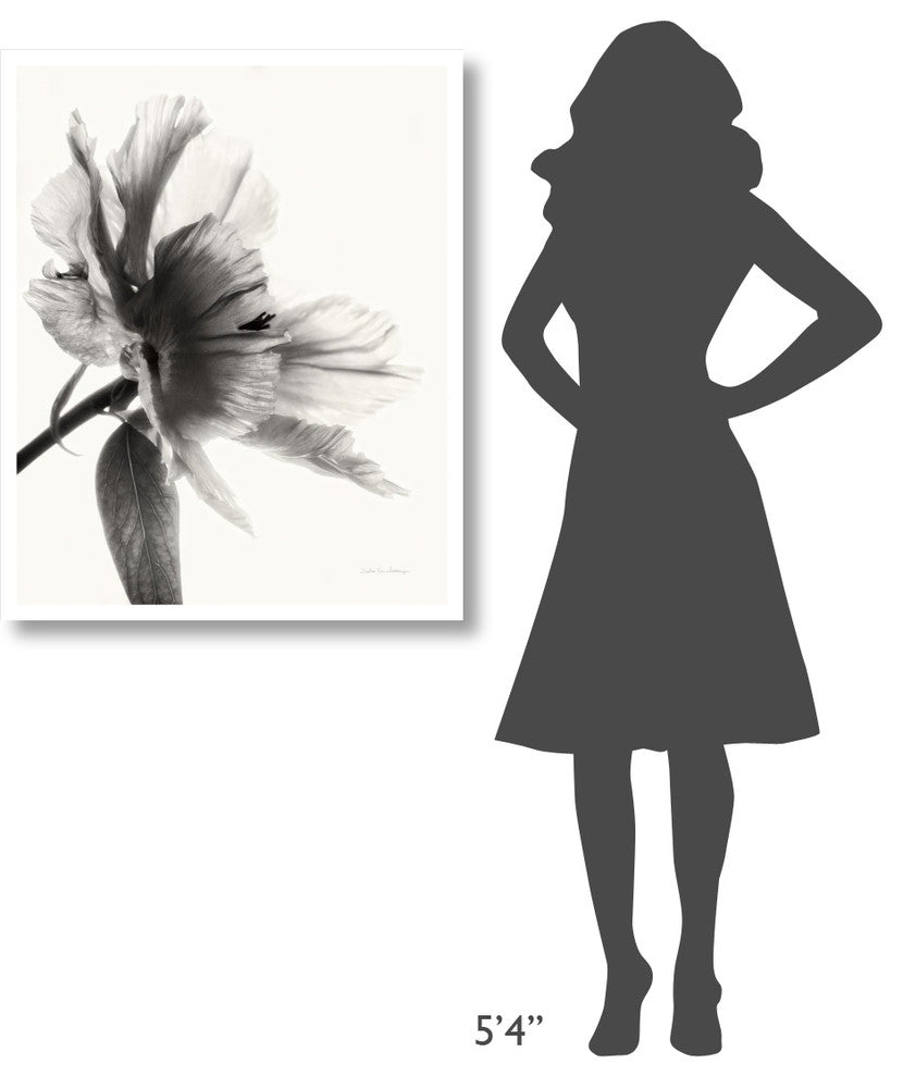 "Translucent Peony II - BW" Digital Paper Print by Debra Van Swearingen, 30"x37"