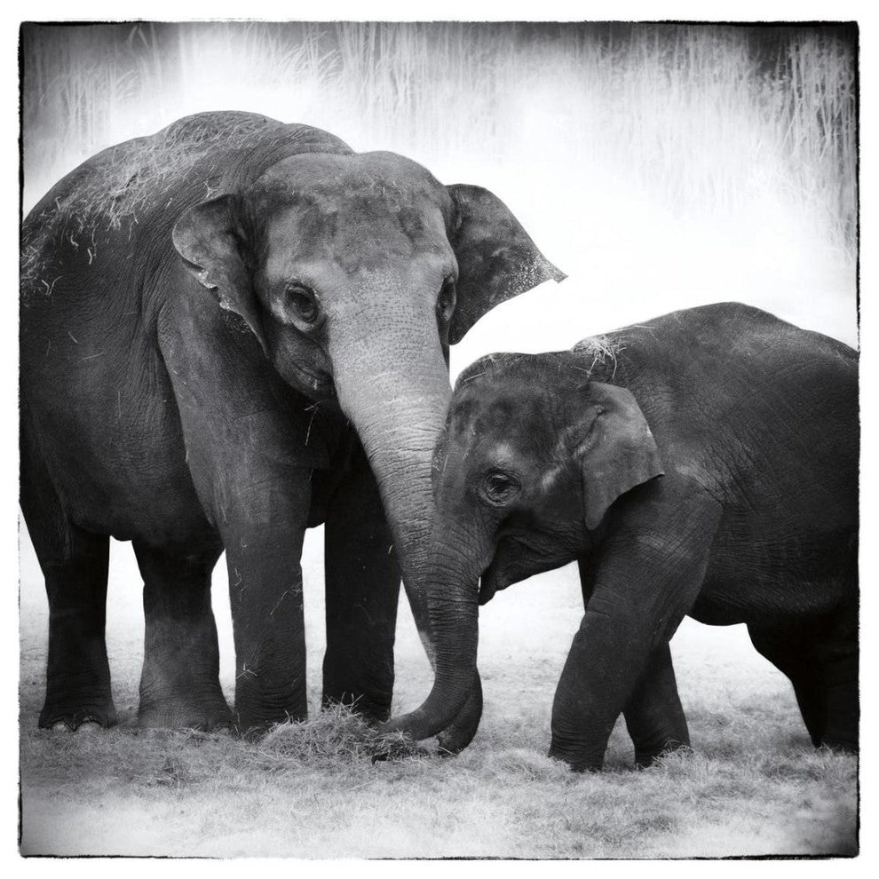 "Elephant III" Digital Paper Print by Debra Van Swearingen, 26"x26"