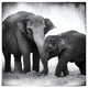 "Elephant III" Digital Paper Print by Debra Van Swearingen, 26"x26"