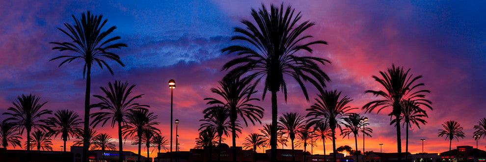 San Clemente Palms, Pano,  Canvas Giclee, 48"x16"