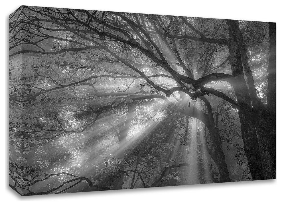 Forest Fog by Tim Oldford, Print on Canvas, 36"x24"