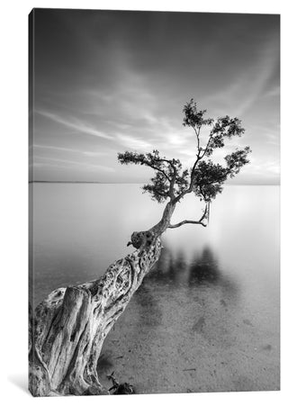 "Water Tree V Gallery" by Moises Levy, 26x18x1.5"