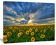 Beauty Sunset over Sunflowers, Landscape Canvas Art Print, 20"x12"