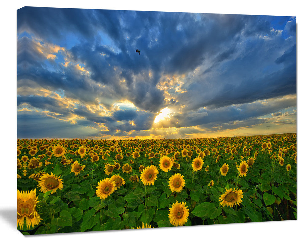 Beauty Sunset over Sunflowers, Landscape Canvas Art Print, 20"x12"