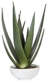 Uttermost Evarado Aloe Planter, 60177