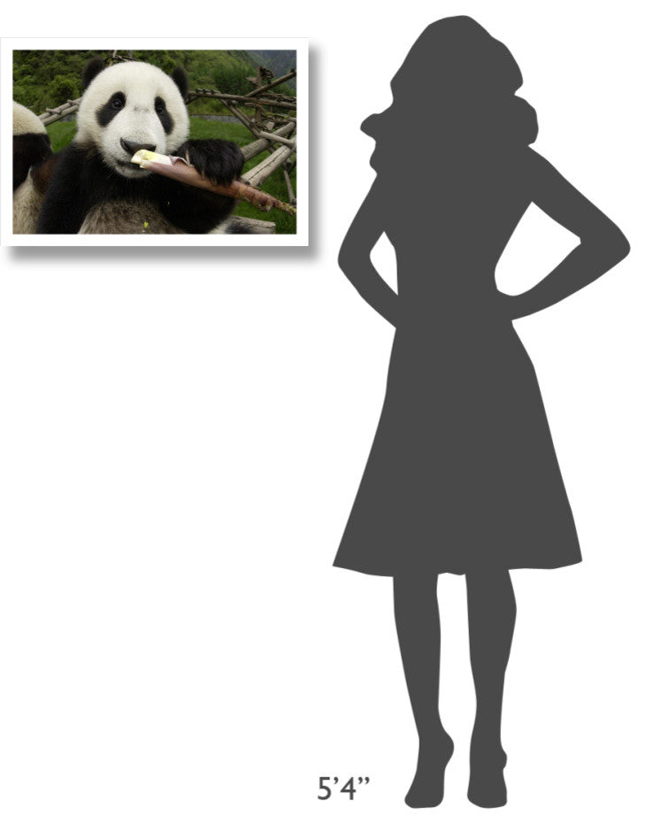 "Young Panda learning to eat bamboo, Wolong Nature Reserve" Paper Art, 26"x18"