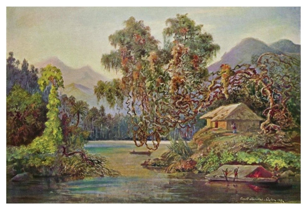 "Aralien mit Lianen am Schwarzen Flusse (Ceylon)" Print, 20"x14"