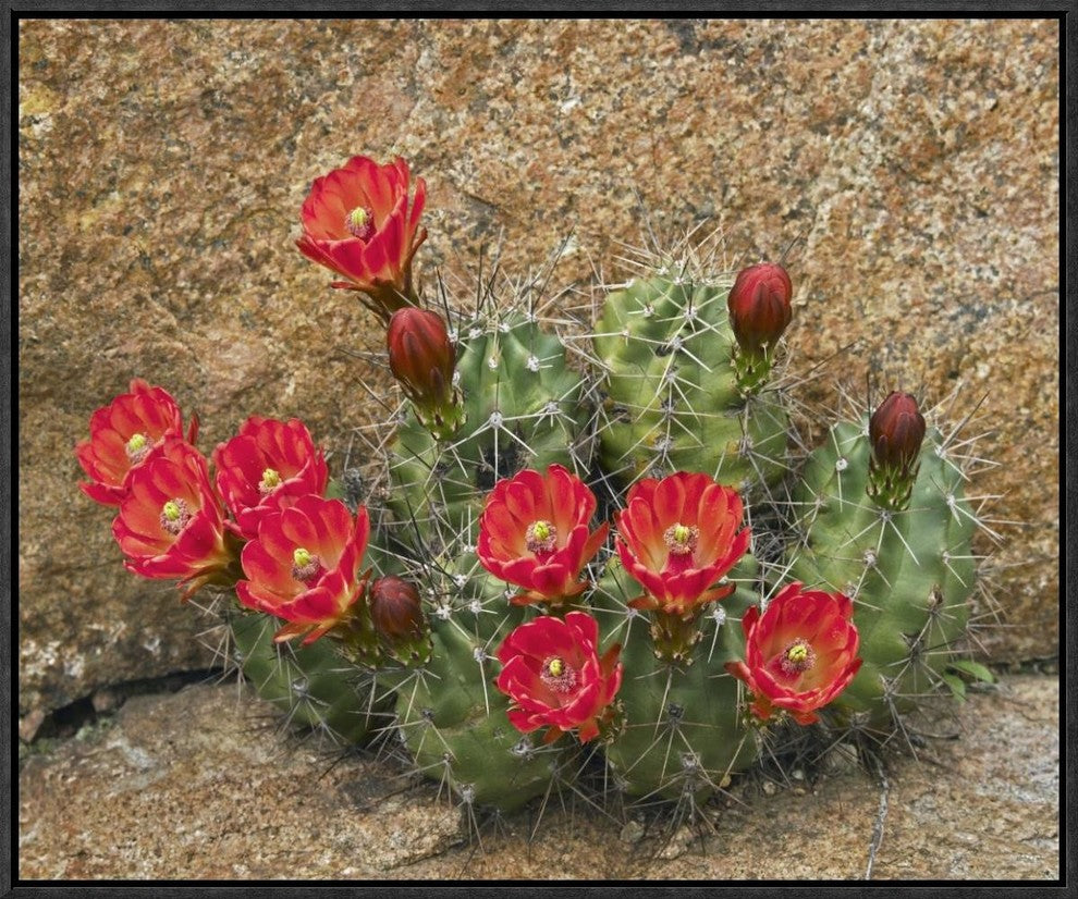 "Claret Cup Cactus flowering, Utah"  by Tim Fitzharris, 23x19"