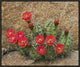 "Claret Cup Cactus flowering, Utah"  by Tim Fitzharris, 23x19"