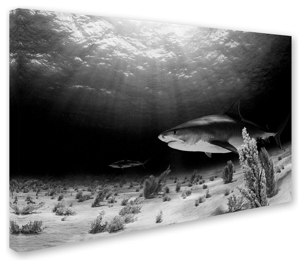 Ken Kiefer 'Dark Tiger' Canvas Art, 24 x 16