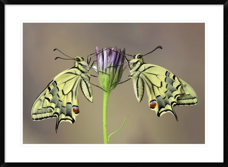 "Symmetry" Framed Digital Print by Jimmy Hoffman, 38"x28"