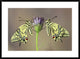 "Symmetry" Framed Digital Print by Jimmy Hoffman, 38"x28"