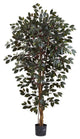 6' Capensia Ficus Tree, Green