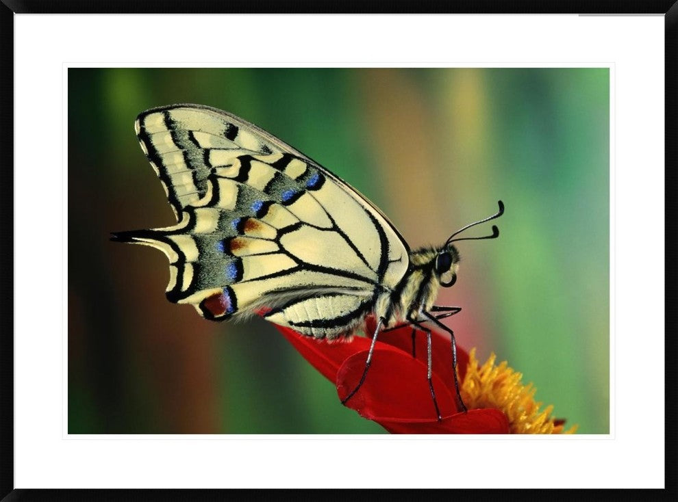 "Oldworld Swallowtail side view, Europe" Framed Print by Jef Meul, 38"x28"