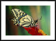 "Oldworld Swallowtail side view, Europe" Framed Print by Jef Meul, 38"x28"