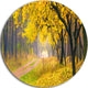 Bright Yellow Autumn Forest, Landscape Photo Disc Metal Artwork, 11"