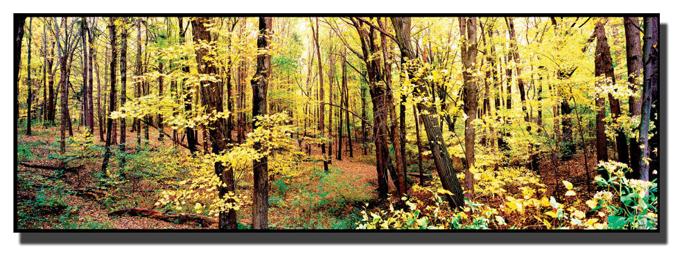 'Trees' Canvas Art by Preston