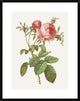 "Rosa Centrifolia Foliacea" Framed Digital Print by Pierre Redoute, 26"x32"