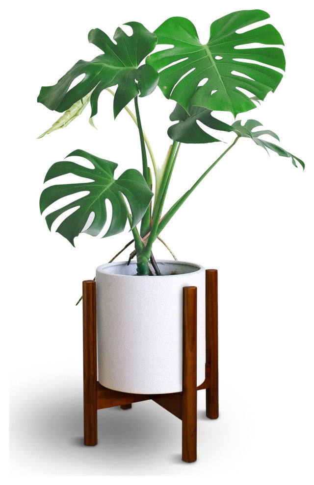 Wood Plant Display Stand, 12"