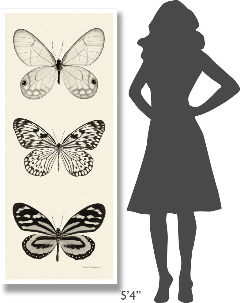"Butterfly - BW Panel II" Digital Paper Print by Debra Van Swearingen, 26"x62"