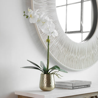 Cami Orchid With Brass Pot
