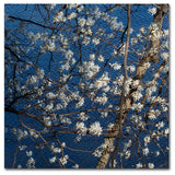 Kurt Shaffer 'Springtime at the Lake' Canvas Art