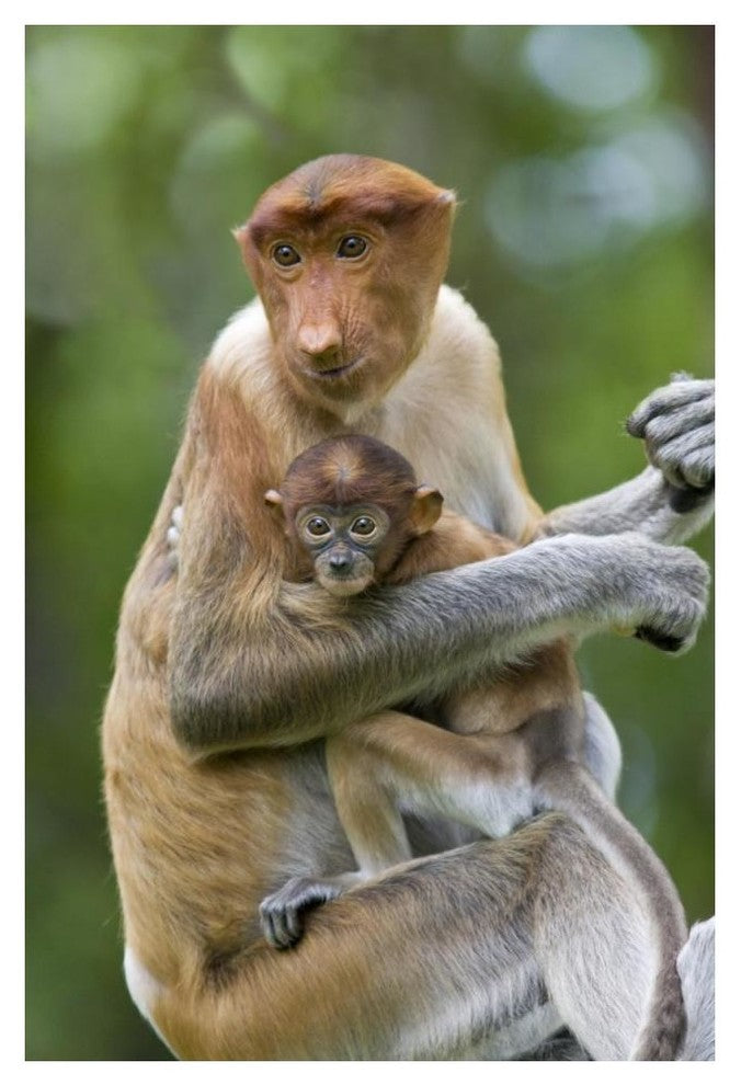 "Proboscis Monkey female holding two month old baby, Sabah" Paper Art, 34"x50"