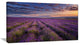Dark Lavender Field with Cloudy Sky, Floral Canvas Art Print, 32"x16"