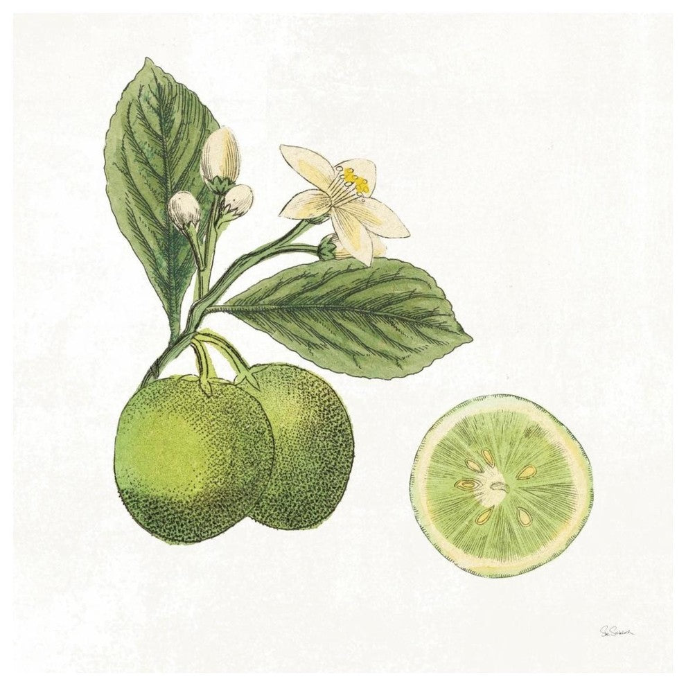 "Classic Citrus III" Digital Paper Print by Sue Schlabach, 32"x32"