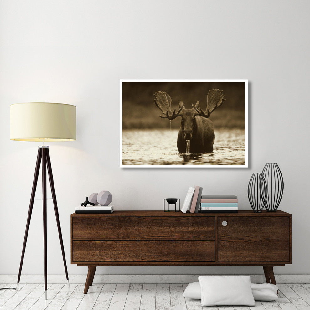 "Moose raising head while feeding, North America" Paper Art, 50"x34"