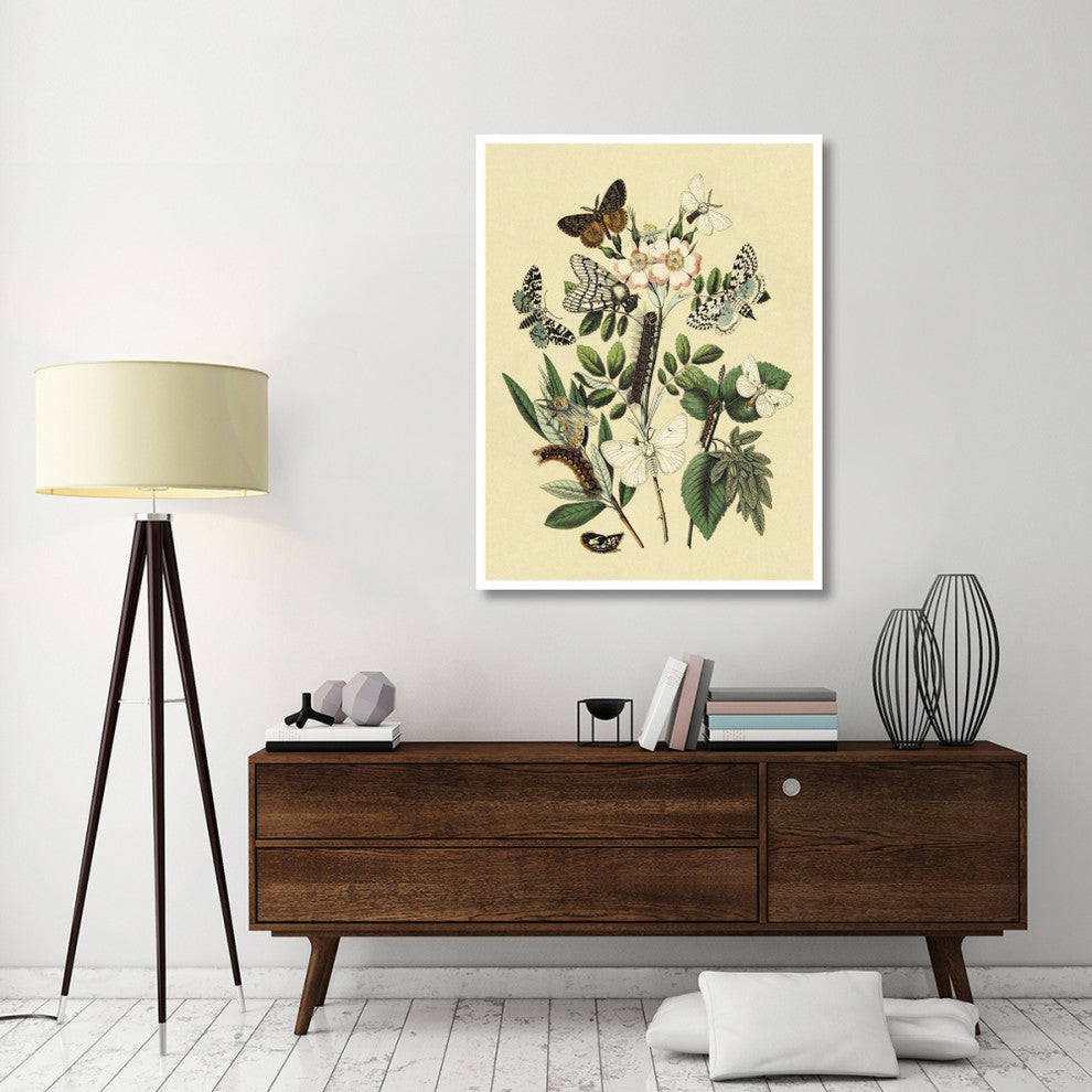 "Moths: L. Salicis, O. Dispar, et al." Paper Print by W. F. Kirby, 38"x50"