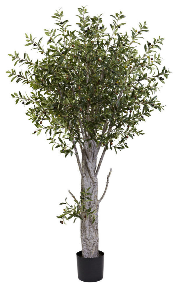 6' Olive Tree With 3864 Lvs