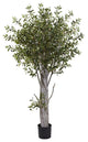 6' Olive Tree With 3864 Lvs