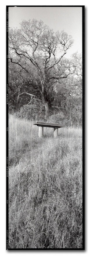 Alan Blaustein 'Novato Oak' Canvas Art, 10x32