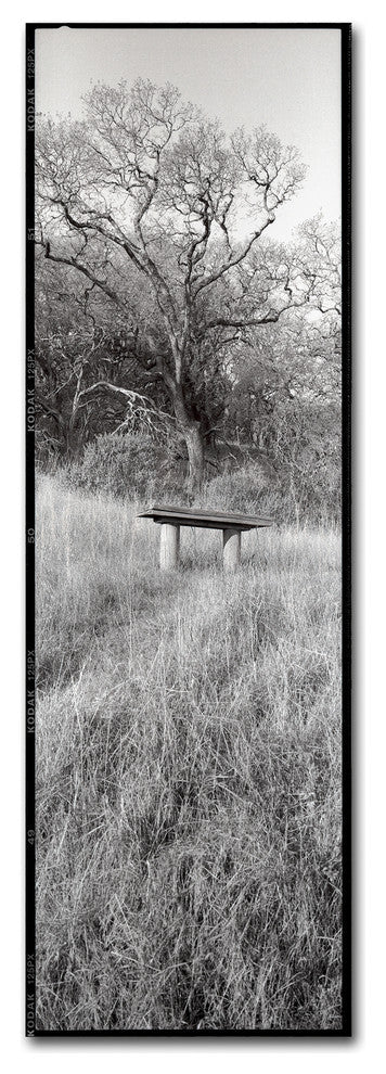 Alan Blaustein 'Novato Oak' Canvas Art, 10x32