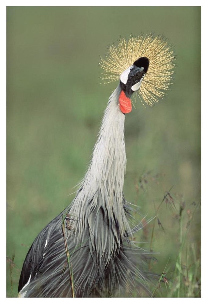 "Grey Crowned Crane, Kenya" Digital Paper Print by Tim Fitzharris, 34"x50"