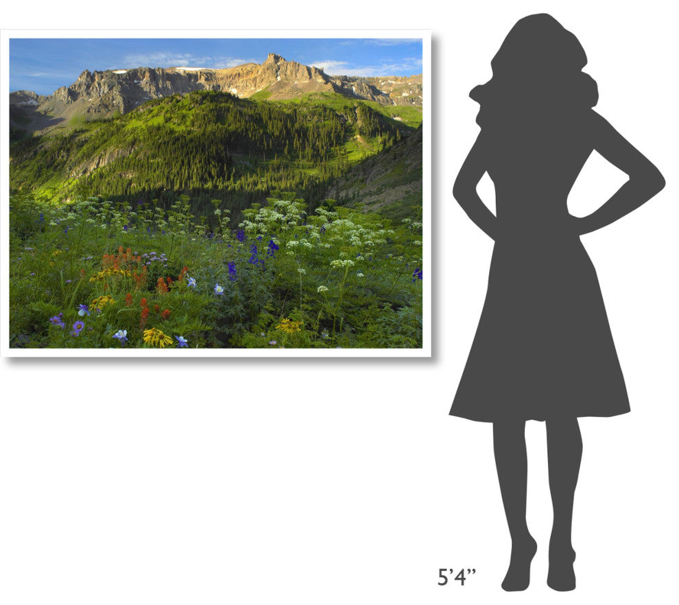 "Wildflower meadow, Mt Sneffels Wilderness, Yankee Boy Basin" Paper Art, 50"x38"