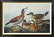 "Ruddy Duck" Framed Canvas Giclee by John James Audubon, 42x29"
