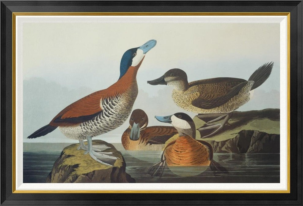 "Ruddy Duck" Framed Canvas Giclee by John James Audubon, 42x29"