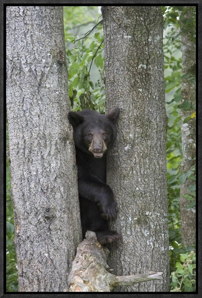 "Black Bear juvenile male in tree, Orr, Minnesota"  by Matthias Breiter, 13x19"