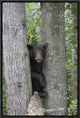 "Black Bear juvenile male in tree, Orr, Minnesota"  by Matthias Breiter, 13x19"
