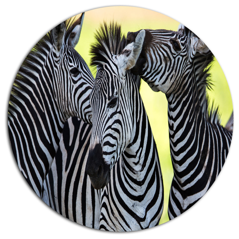 Zebras Socializing And Kissing, African Disc Metal Wall Art, 23"