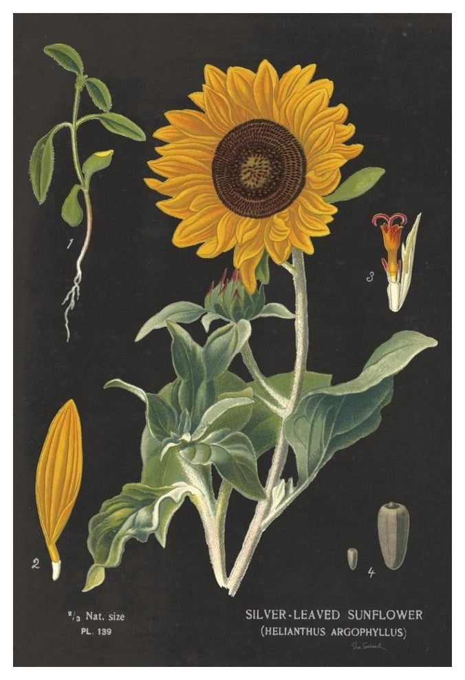 "Sunflower Chart" Digital Paper Print by Sue Schlabach, 34"x50"
