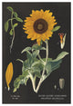 "Sunflower Chart" Digital Paper Print by Sue Schlabach, 34"x50"