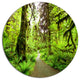 Footpath In Redwood Rain Forest, Landscape Disc Metal Artwork, 36"